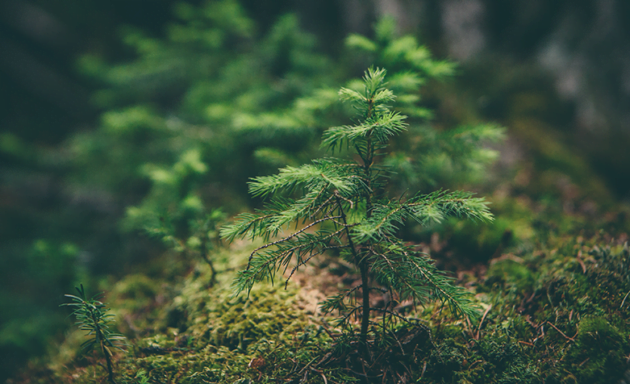 Seis curiosidades que surpreenderão os leitores de “A vida secreta das árvores”