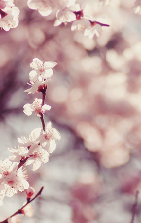 Ichigo-ichie e a valorização do momento: o que estamos vivendo agora não se repetirá nunca mais