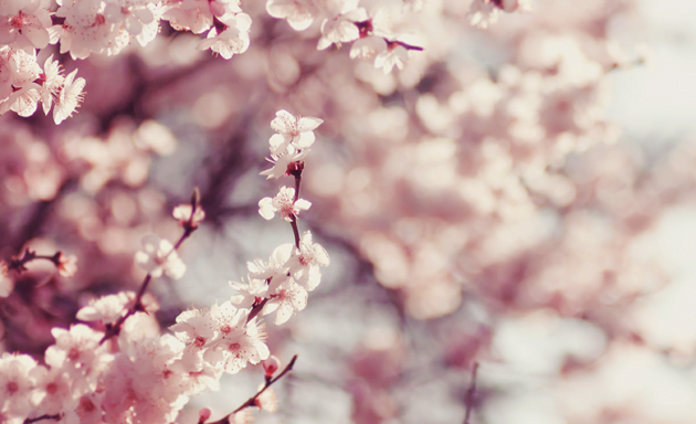 Ichigo-ichie e a valorização do momento: o que estamos vivendo agora não se repetirá nunca mais