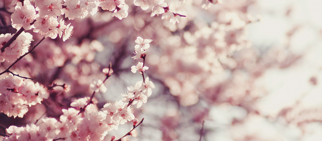 Ichigo-ichie e a valorização do momento: o que estamos vivendo agora não se repetirá nunca mais