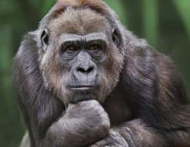 “A vida secreta dos animais”:  bichos têm alma, sentimentos e prazer sexual