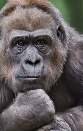 “A vida secreta dos animais”:  bichos têm alma, sentimentos e prazer sexual