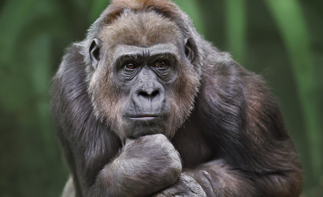 “A vida secreta dos animais”:  bichos têm alma, sentimentos e prazer sexual