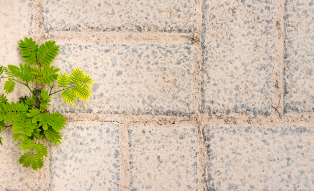 “O poder da resiliência”: como lidar com as adversidades e se tornar o seu melhor amigo