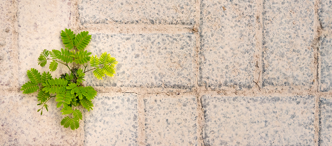 “O poder da resiliência”: como lidar com as adversidades e se tornar o seu melhor amigo