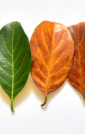 Por que é tão importante falarmos sobre a morte?