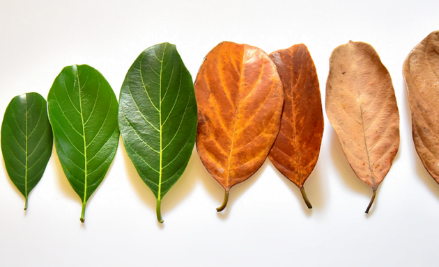 Por que é tão importante falarmos sobre a morte?