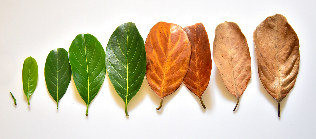 Por que é tão importante falarmos sobre a morte?