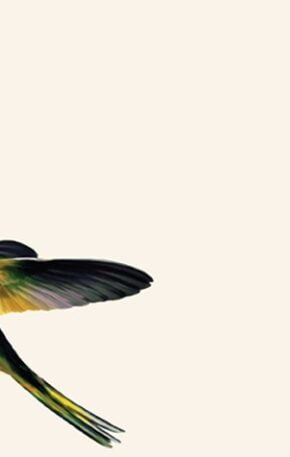 Você escolhe ser livre?