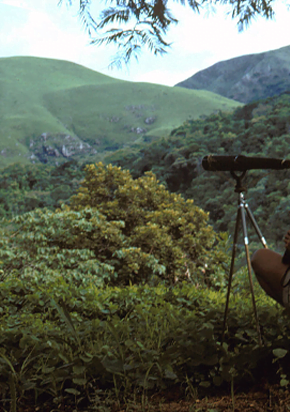 Jane Goodall e a esperança  